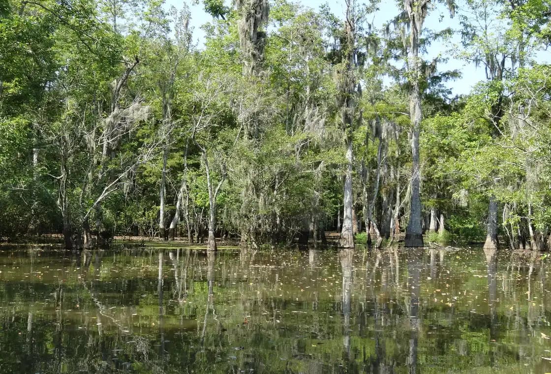 Scenic cypress swamp in Louisiana with calm water and moss