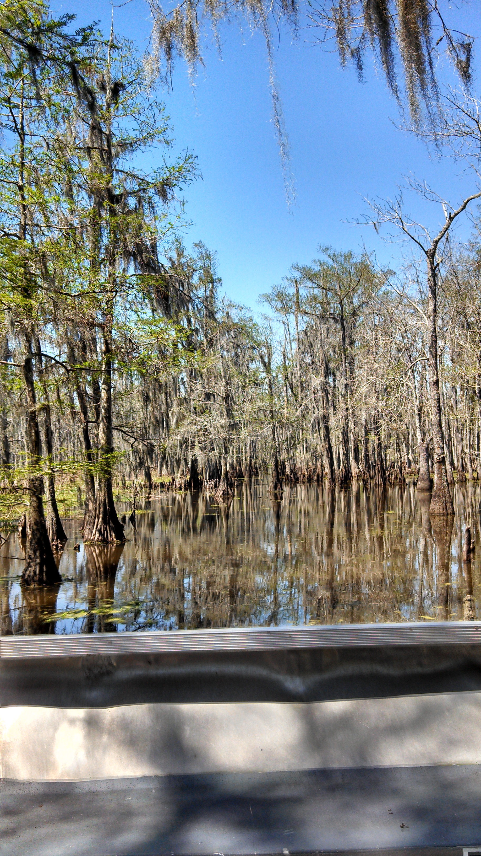 Still Louisiana swamp water surrounded by cypress trees